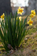 daffodils in spring
