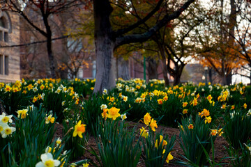 daffodils in spring
