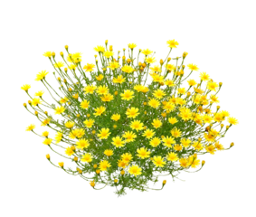 ダールベルグデージー　 5月撮影