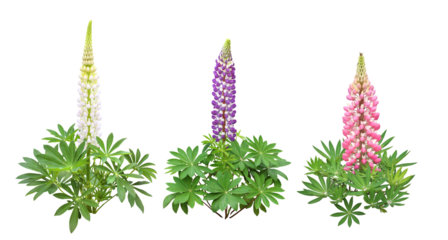 ルピナス 　5月撮影