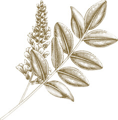Golden Licorice Leaf in Vintage Engraving Style