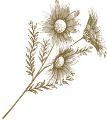 Golden Chamomile in Vintage Engraving Style