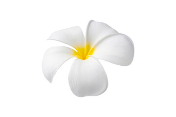 Blooming phumelia or Champa flower isolated with clipping path on white background - obrazy, fototapety, plakaty