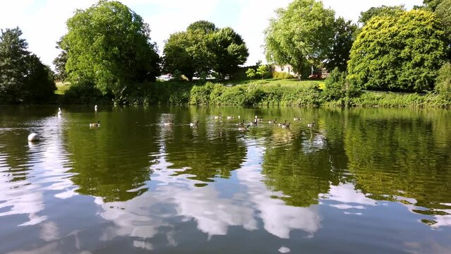 Waterbirds like swans, geese and ducks are wading in the waters of Mote Park Lake, located in Maidstone in the county of Kent in United Kingdom.