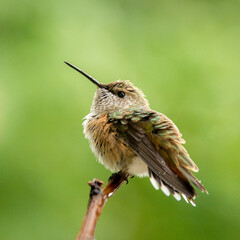 hummingbird on a branch