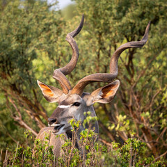 Naklejka na ściany i meble Kudu in Botswana, Africa
