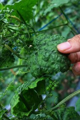 Farmer takes care of organic kisek vegetables and cucumbers in a small greenhouse.
