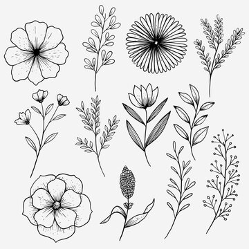 hand drawn flower design vector outline illustration set