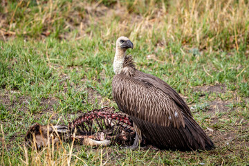 Vulture eating its prey in Botswana, Africa