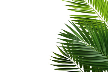 Naklejka premium Tropical green palms leafs PNG isolated on a white and transparent background - Green oasis palm leaves cut-out summer traveling agency advertising Banner template concept