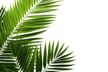 Tropical green palms leafs PNG isolated on a white and transparent background - Green oasis palm leaves cut-out summer traveling agency advertising Banner template concept