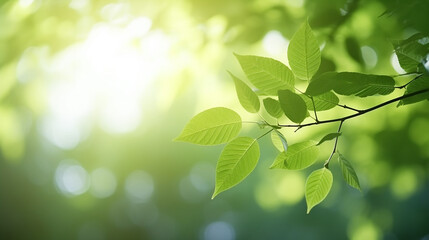 Fototapeta na wymiar nature of green leaf in garden at summer