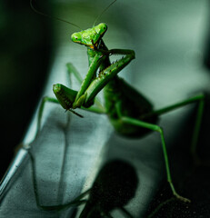 green praying mantis