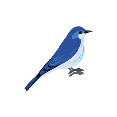 vector drawing mountain bluebird, hand drawn Sialia currucoides, isolated nature design element