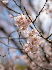 ヒガンザクラが満開