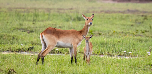Red Lechwe and calf in Botswana, Africa
