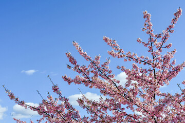 京都 淀水路の河津桜	