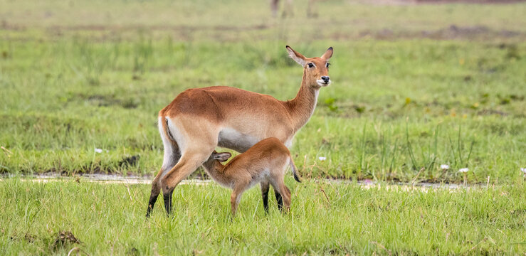 Red Lechwe and calf in Botswana, Africa