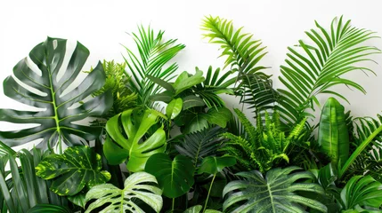 Papier Peint photo Monstera Indoor garden arrangement of lush tropical plants with green leaves on white backdrop