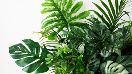 Indoor garden arrangement of lush tropical plants with green leaves on white backdrop