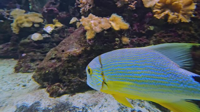 Close view of a Sailfin snapper fish swimming in circles around a reef