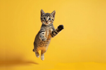 A playful cat jumping in the air on a yellow background