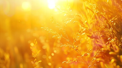 Beautiful Nature Blurred Yellow Summer Background