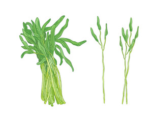 A bunch of raw water spinach