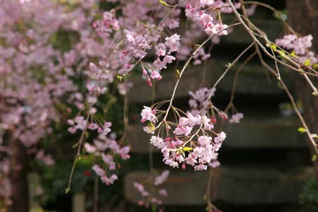  桜の風景、京都の町 © 賢二 赤木