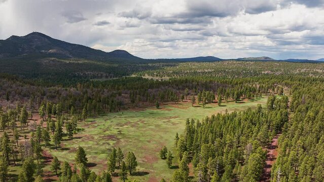 Ponderosa Pine Forest On Vast Landscape In Flagstaff, Arizona, USA. aerial hyperlapse