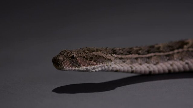 Puff Adder - extremely dangerous snake - close up on face