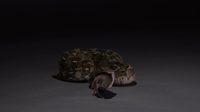 Puff Adder snake eating rat turns to look towards camera - isolated on grey black background