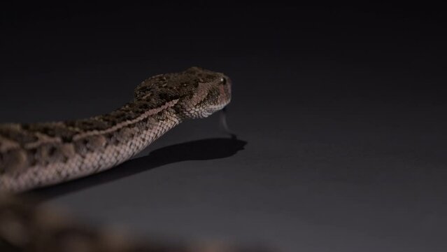 Puff adder snake moving away from frame - focus on head from behind - isolated