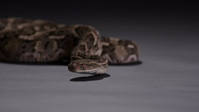 Puff Adder snake isolated on grey floor - side profile - Dangerous animals