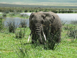 Closeup image of a free roaming elephant in the Ngorongoro Crater, Tanzania