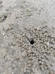 Baby crab at the beach