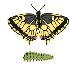vector drawing yellow swallowtail butterfly and green caterpillar, Papilio machaon, insects isolated at white background, natural elements, hand drawn illustration