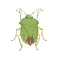 vector drawing green shield bug, Palomena prasina, hand drawn insect isolated at white background