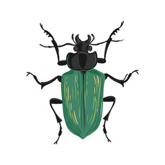 vector drawing forest caterpillar hunter, green beetle, Calosoma sycophanta , hand drawn insect isolated at white background