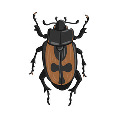 vector drawing brown bug, Anisoplia agricola, hand drawn insect isolated at white background