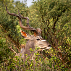 Kudu in Botswana, Africa