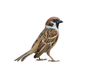 Sparrow standing isolated on transparent background png file