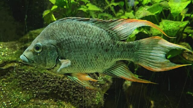 Close view of an african black fin cichlid fish floating underwater