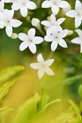 A close-up of white star flowers reveals their unique star-shaped blooms composed of five petals,...