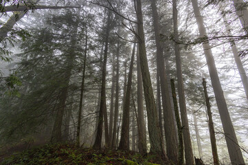 Obraz premium trees in the woods