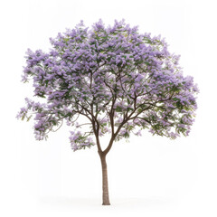 A Paulownia tree isolated on a white background