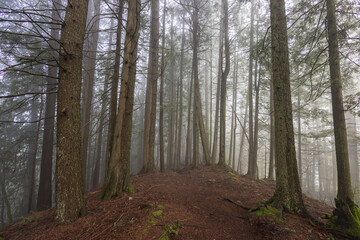Fototapeta premium path in the woods