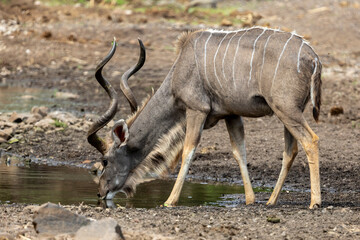 Kudu in Botswana, Africa