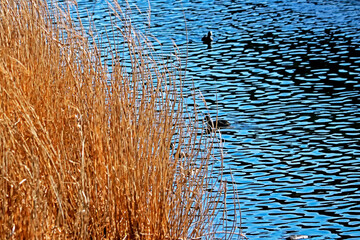 The grass flower on the lake