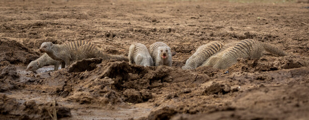 Banded Mongoose in Botswana, Africa